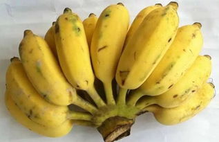 芭蕉与香蕉的区别
