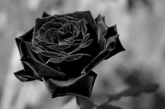 黑色玫瑰花语 黑玫瑰花的寓意