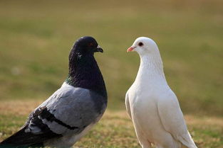 老鸽子和嫩鸽子的营养区别 买鸽子怎么挑老鸽子？