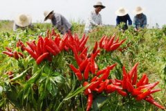 辣椒的种植方法 辣椒种植技术与管理方