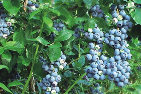 蓝莓树苗怎么种植 蓝莓苗是怎么种出来的