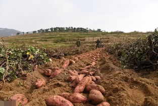 红薯什么时候种植最好 红薯什么时候种才高产