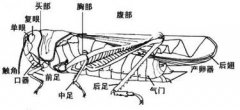 蝗虫的呼吸器官是什么 蝗虫的呼吸