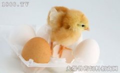 鸡蛋孵小鸡需要公鸡吗